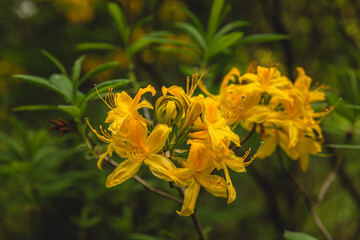 Fototapeta premium Yellow rhododendron flower in spring garden, blurred nature background. Branch of a beautiful flowering shrub of rhododendron. Toned image.
