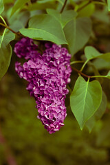 Fototapeta premium Lilac flowers blooming in spring garden. Spring lilac flowers. Lilac blooms. Blurred nature background. Floral background. Toned image.