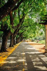 Arboles en un parque de la ciudad de rosario