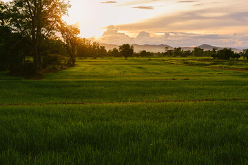 View of Rice Fields with Sunset, Green nature background, Farming concept, organic jasmine rice...