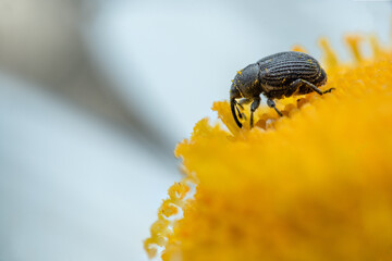 weevil (Curculionidae) on a flower