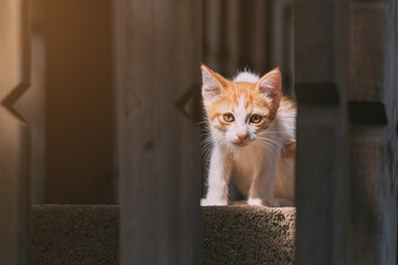 Adorable stray kitten cat hunting in the ray of light