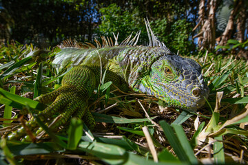 Iguana