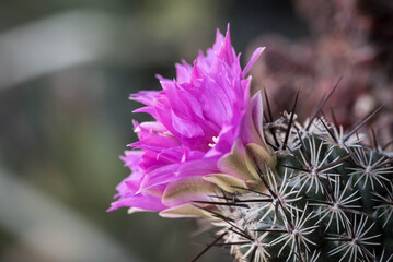 Flor de cactus