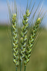 Three green wheat ears (Triticum aestivum) close-up photo. Global warming and grain crisis are very...