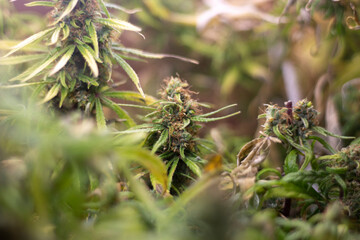 Marijuana grows under lamps. Hemp plant. Tops of marijuana are in process of maturation. Cultivation of bushes containing cannabinoids.