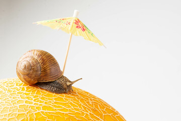 A lonely  grape snail under an umbrella crawls along a rough textured yellow surface. Summer...