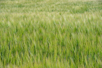 Detail view Wheat field in the sun.