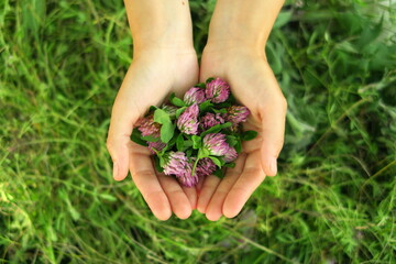 Naklejka na ściany i meble a woman collects clover flowers and prepares ingredients for traditional medicine