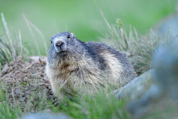 Naklejka na ściany i meble Alpine Marmot in natural habitat Marmota marmota looking at camera