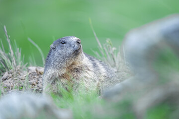 Alpine Marmot in mountains natural habitat Marmota marmota