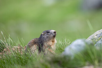 Alpine Marmot in natural habitat Marmota marmota