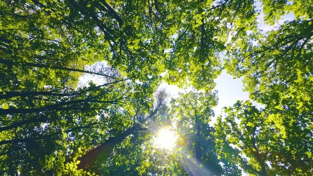 Walking Through a Green Forest Looking Straight Up Into the Branches.Sun rays
