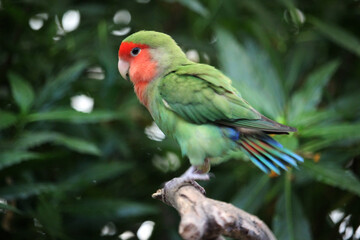 Bird of the lovebird species (Agaporni) on a branch in the tropical forest
