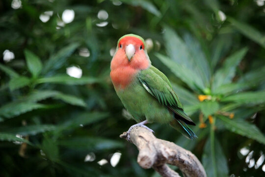 Bird of the lovebird species (Agaporni) on a branch in the tropical forest