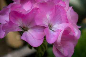 Obraz premium Pink Geranium 