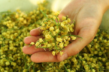Naklejka na ściany i meble a female hand holds a handful of dried flowers for the preparation of natural home medicine ingredients. dry lily of the valley for tea