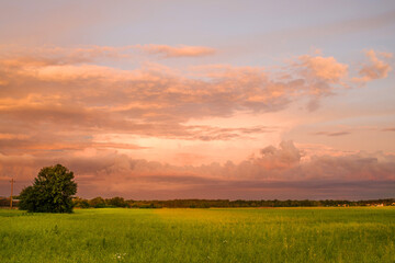 Summer evening landscape with a bright cloudy sky and a tree in a green field at sunset