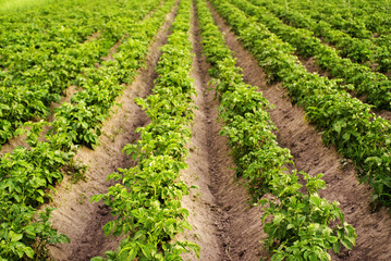 Fototapeta na wymiar Field of green growing potatoes. Agriculture