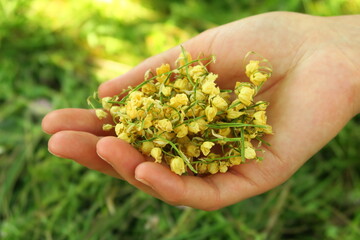 Naklejka na ściany i meble a female hand holds a handful of dried flowers for the preparation of natural home medicine ingredients. dry lily of the valley for tea