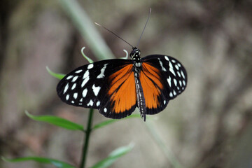 Butterfly called Heliconius hecale, the tiger longwing, Hecale longwing, golden longwing or golden heliconian