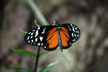 Butterfly called Heliconius hecale, the tiger longwing, Hecale longwing, golden longwing or golden heliconian