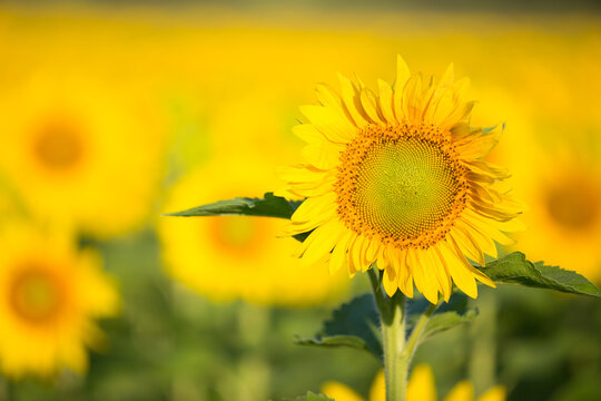 sunflower field in summer