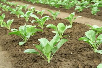 young green cabbage grows in the garden at a vegetable farm