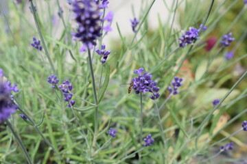 blühender LAvendel mit Insekten