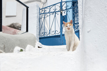 Cat on the walls of Oia Santorini