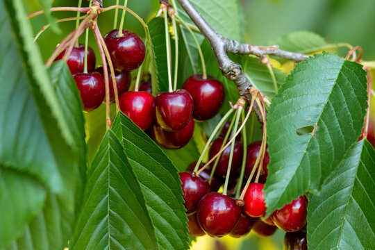Red cherries growing on a tree between branches and leaves