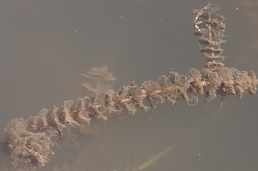 A Myriophyllum alterniflorum plant in water