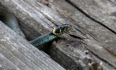 a Natrix natrix snake in close up