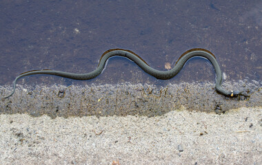 a Natrix natrix snake in close up