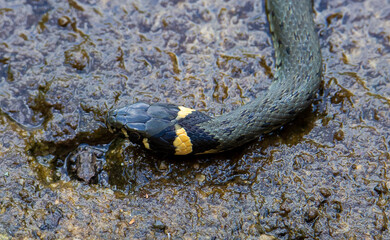 a Natrix natrix snake in close up