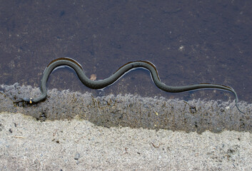 a Natrix natrix snake in close up