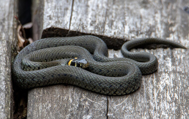 a Natrix natrix snake in close up