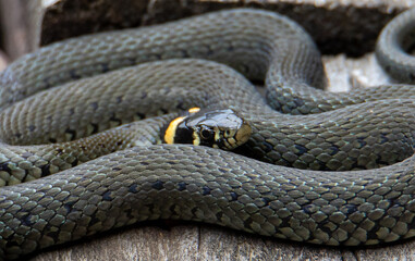 a Natrix natrix snake coiled on a wooden planks