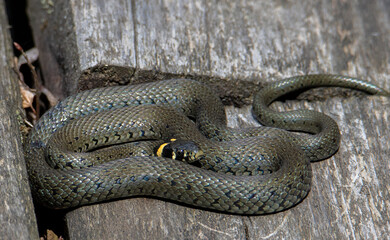 a Natrix natrix snake coiled on a wooden planks