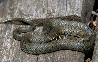 a Natrix natrix snake in close up