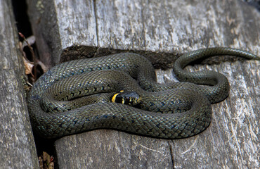 a Natrix natrix snake in close up