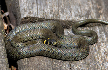 a Natrix natrix snake coiled on planks