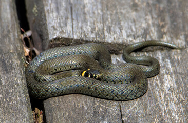 a Natrix natrix snake coiled on planks