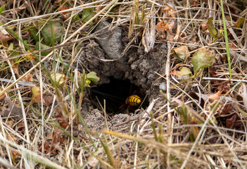 a close-up with the entrance to the nest of a wasp family in the ground