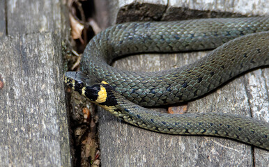 a Natrix natrix snake coiled on a wooden planks