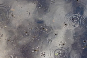Fotobehang Water spiders - Limnoporus in close up © sebi_2569