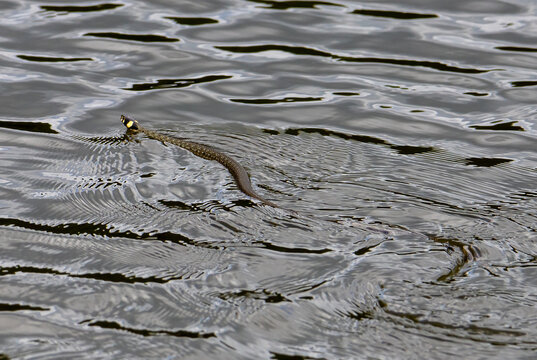 a Natrix natrix snake swims in the water