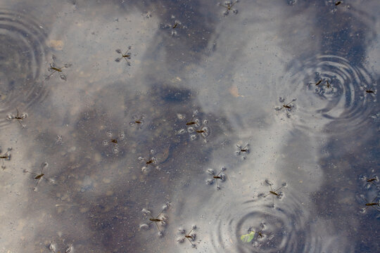 Water spiders - Limnoporus in close up