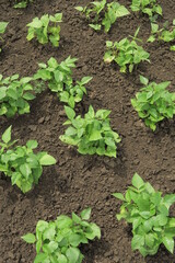 young green bushes of organic beans grow in the garden at a vegetable farm