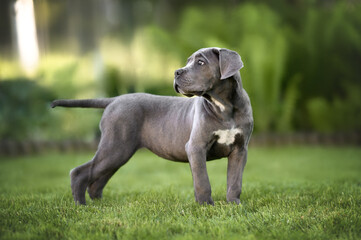 beautiful cane corso puppy standing on grass in summer